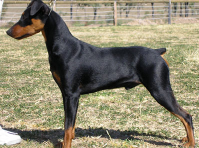 天热的话,德国宾莎犬应多数时间处于低温空调房内,这样可以保持内层