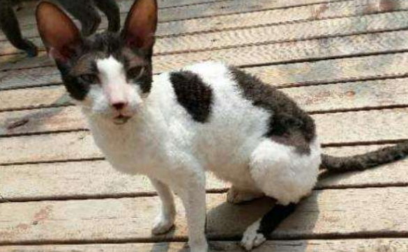 怎么看柯尼斯卷毛猫多大了