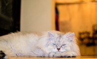 金吉拉猫不能吃什么