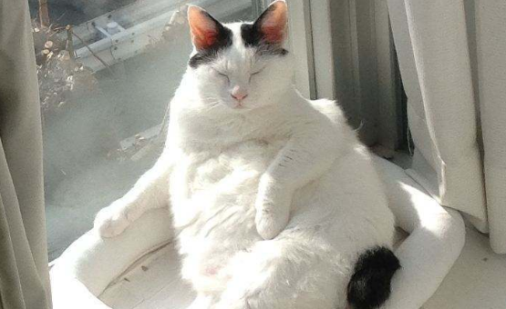 日本短尾猫好养吗