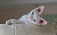 德文卷毛猫为什么要绝育