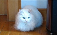 山东狮子猫不能吃什么