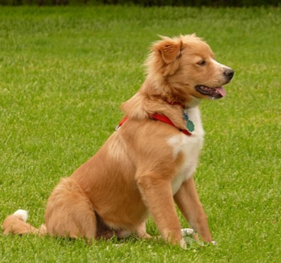 新斯科舍猎鸭犬训练有技巧吗 新斯科舍猎鸭犬训练有技巧吗