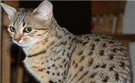 埃及猫寿命多久
