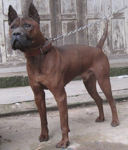 川东猎犬一般有多高