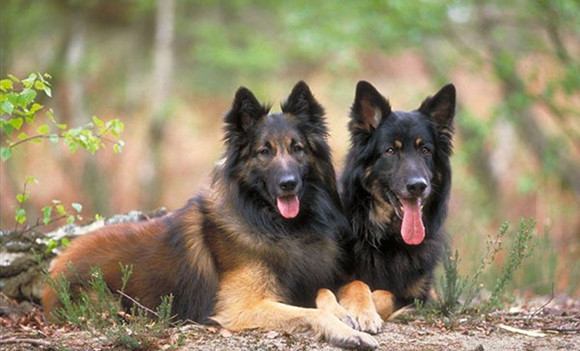 比利时特伏丹犬什么时候产仔