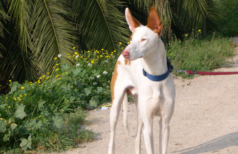 依比沙猎犬一天吃几顿
