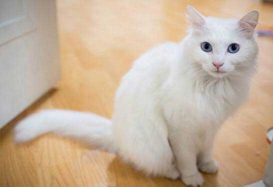 土耳其安哥拉猫一般多大发腮