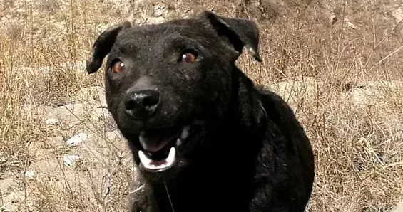 帕特大勒梗的生活习性