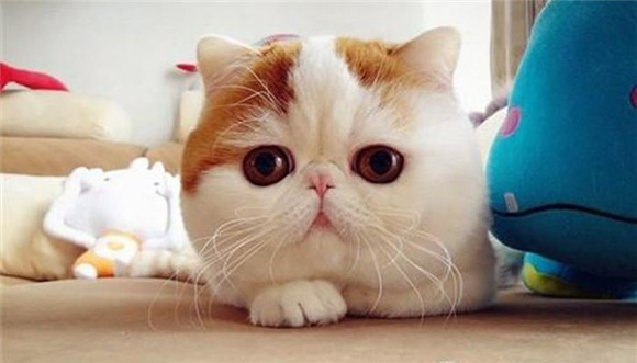 异国短毛猫适合吃什么