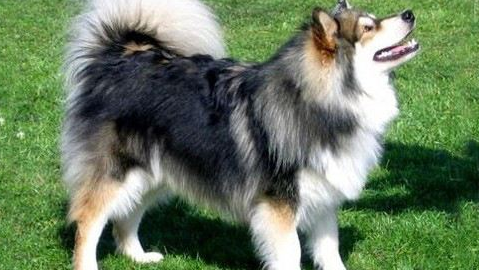 芬兰拉普猎犬的体重是多少 芬兰拉普猎犬的体重是多少