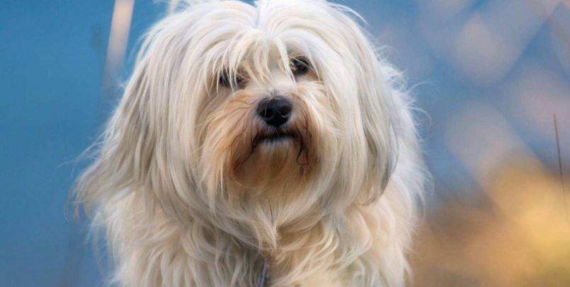 哈瓦那犬怎么判断生病了