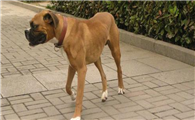 拳狮犬攻击性很强吗