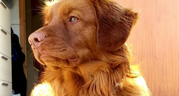 什么东西新斯科舍猎鸭犬不能吃