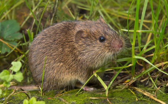 北方田鼠温顺吗