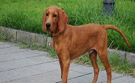 红骨猎浣熊犬吐了需要怎么办