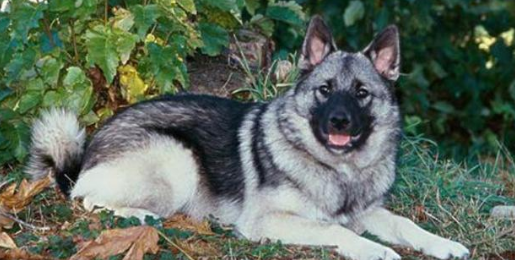 挪威牧羊犬多少钱一只