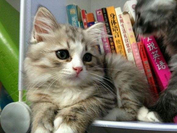 褴褛猫怎么看品相