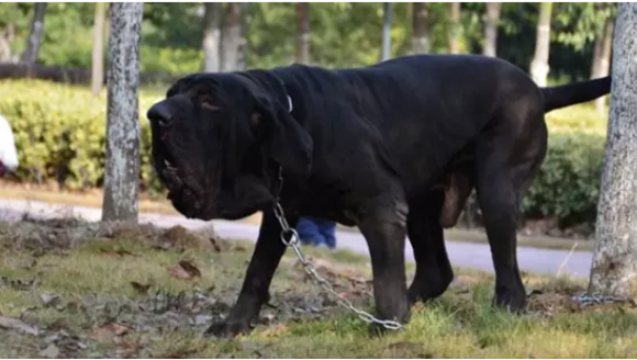巴西菲勒犬窝咳应该怎么办 巴西菲勒犬窝咳应该怎么办