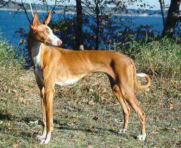 伊比赞猎犬有几种颜色