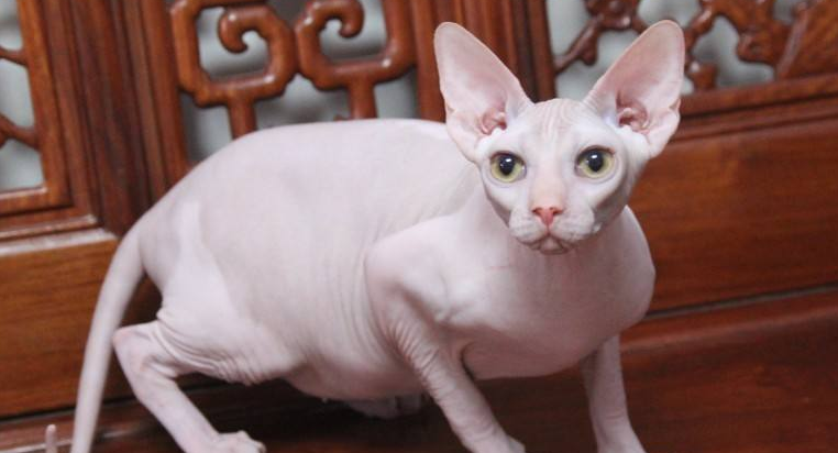 加拿大无毛猫多少钱一只