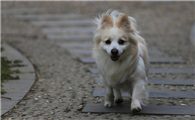 德国狐狸犬拉稀应该怎么做