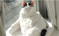 日本短尾猫好养吗