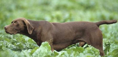指示犬需要怎么教