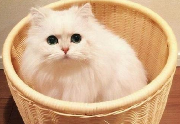 波斯猫适合吃什么