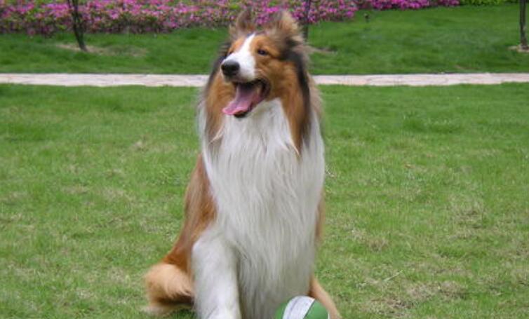 柯利犬起源和介绍 柯利犬起源和介绍