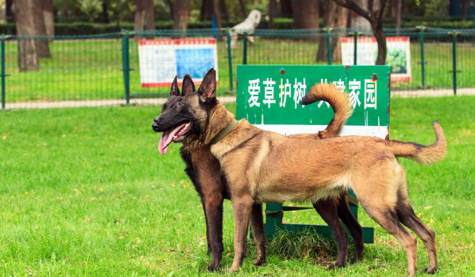 比利时马林诺斯犬图片