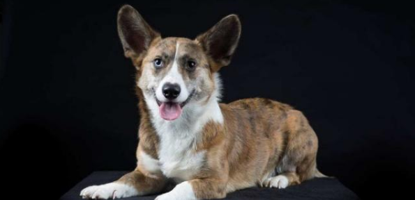 威尔斯柯基犬怎么训练才听话 威尔斯柯基犬怎么训练才听话