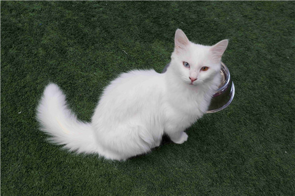 土耳其梵猫不能吃什么