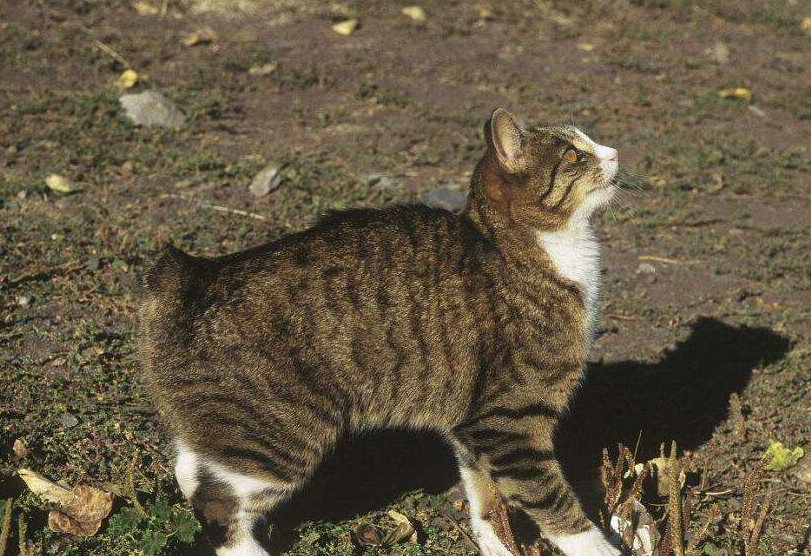 曼岛无尾猫的脾气怎么样 曼岛无尾猫的脾气怎么样