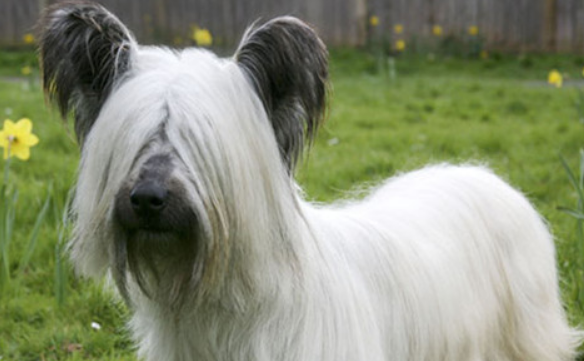 凯斯梗有几种颜色