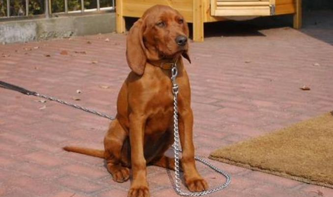寻血猎犬什么颜色好