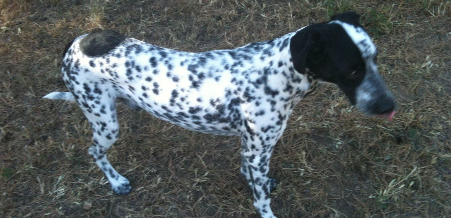 德国刚毛指示犬有哪些喜好 德国刚毛指示犬有哪些喜好