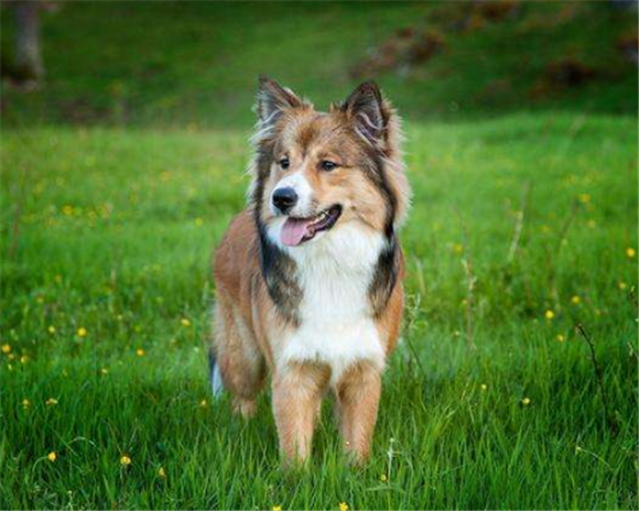 冰岛牧羊犬一般有多高 冰岛牧羊犬一般有多高