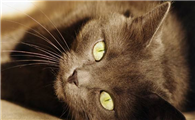 科拉特猫外形特征