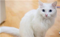 土耳其安哥拉猫的特点是什么