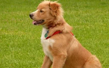 新斯科舍猎鸭犬的体重是多少