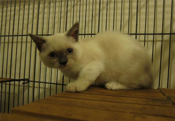 重点色短毛猫的选购技巧 重点色短毛猫的选购技巧