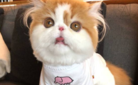 怎么看异国短毛猫多大了