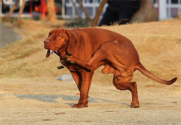 红骨猎浣熊犬怎么判断生病了 红骨猎浣熊犬怎么判断生病了