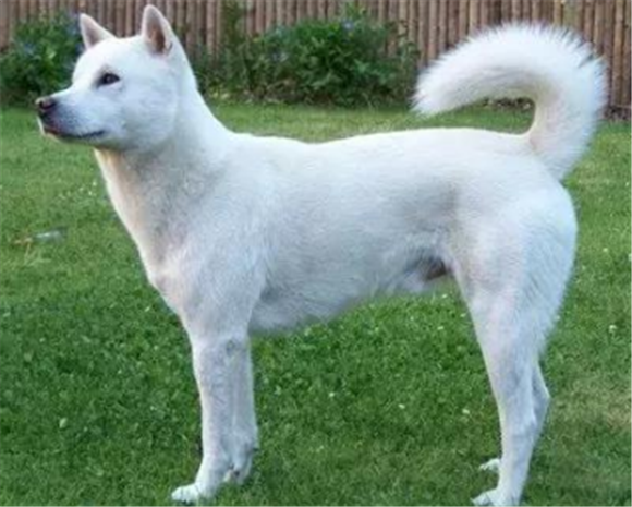 北海道犬一般多少钱 北海道犬一般多少钱