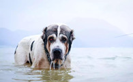 中亚牧羊犬是干什么的