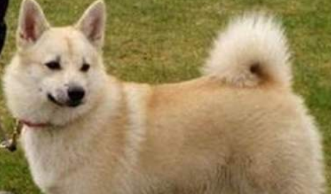 挪威布哈德犬1天要吃几顿