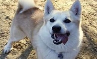 挪威布哈德犬的体重是多少