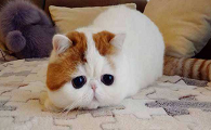 异国短毛猫寿命多久
