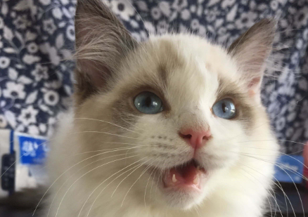 布偶猫适合吃什么 布偶猫适合吃什么